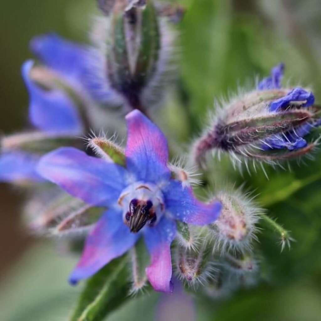 Borage Oil Ingredient 1080x1080 1