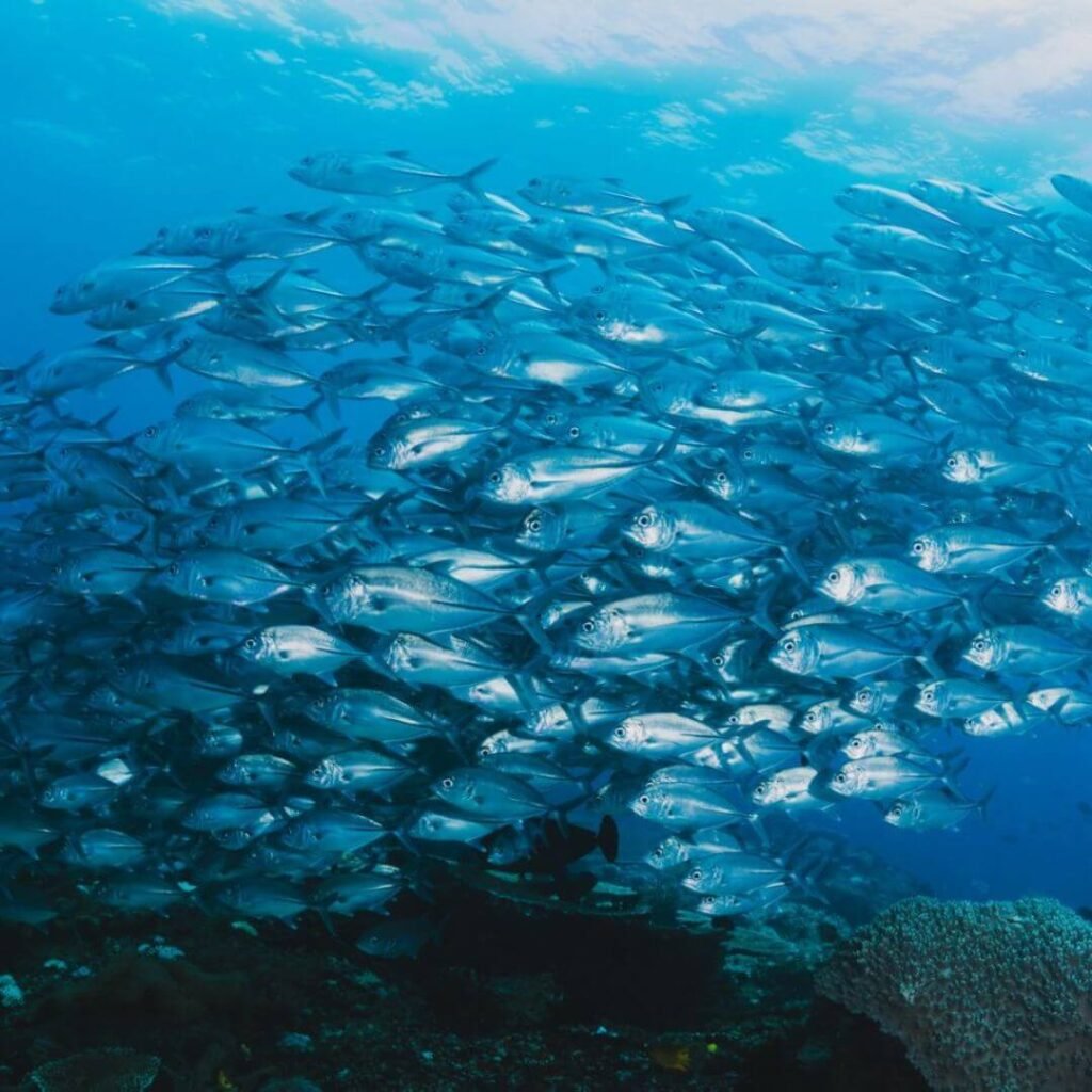 Marine Collagen Peptides Ingredient 1080x1080 1